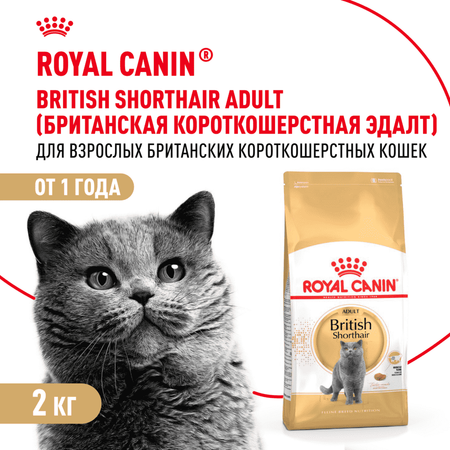 British Shorthair для породы британская короткошёрстная сух