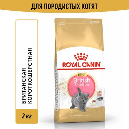 British Shorthair для породы британская короткошёрстная сух