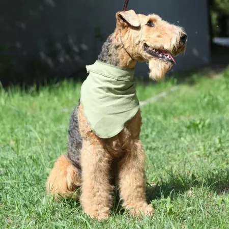 OSSO-fashion косынка для кошек и собак всех пород и возрастов охлаждающая - р XL 188₽