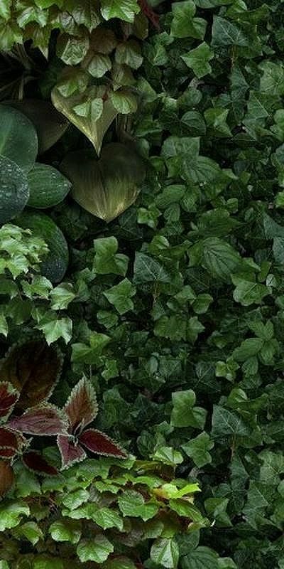 Керамогранит 41Zero42 Paper41 Pro Jane D 4100154 50х100 см 29232₽