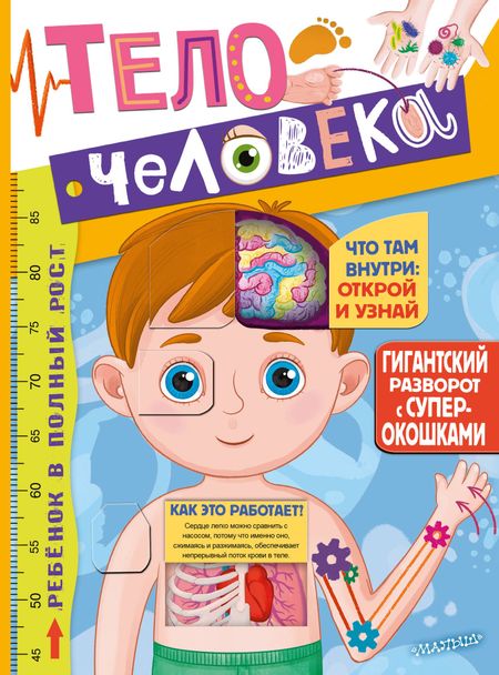 None Тело человека