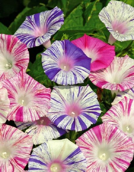 Ипомея Карнавалы Венеции 05 гр 29₽