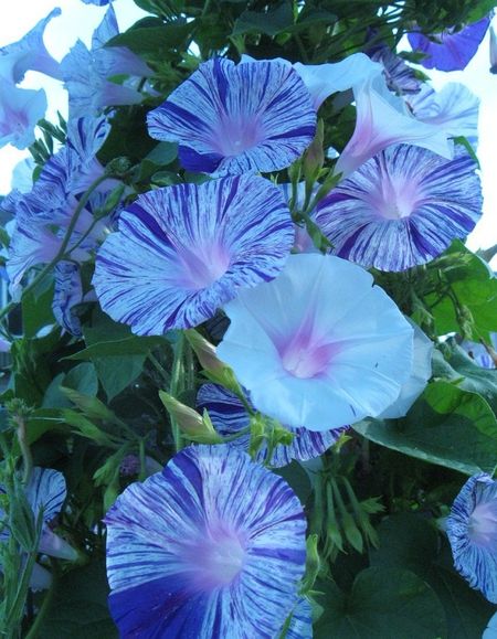 Ипомея Летающие тарелки 05 гр 29₽