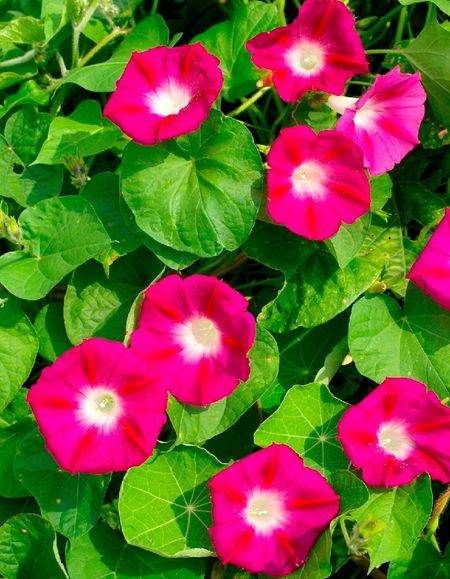 Ипомея Скарлет Охара 05 гр 25₽