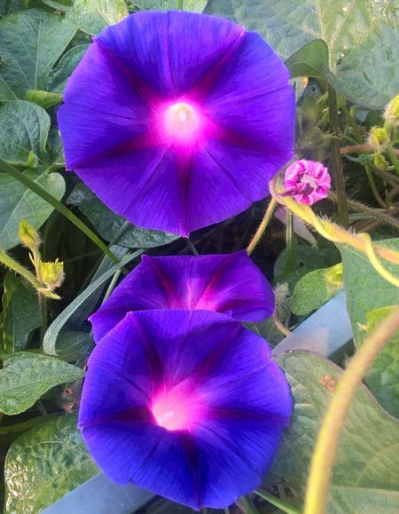 Ипомея Цыганочка 05 гр 27₽