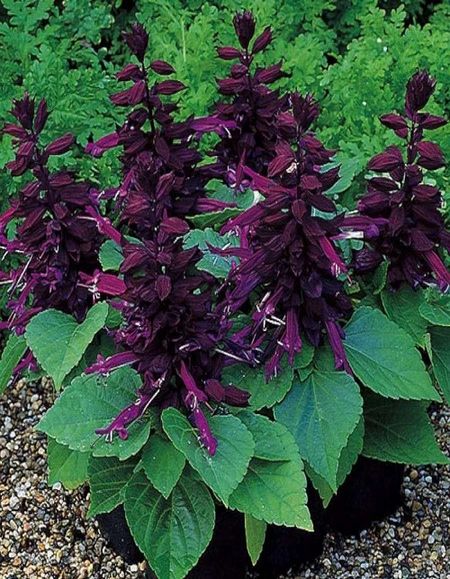 Сальвия Фиолетовая 01 гр 45₽