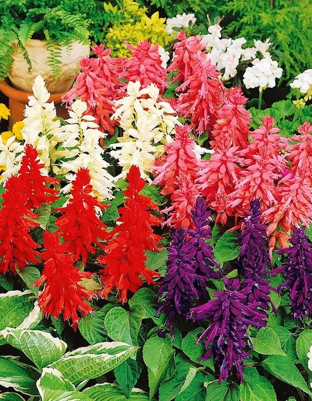 Сальвия Фарао смесь 005 гр 33₽