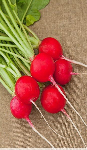 Редис Регге 1 гр цвп 27₽