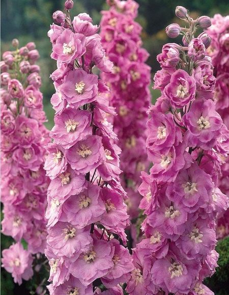 Дельфиниум Фантастика 01 гр 55₽