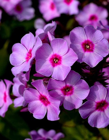 Флокс Лилак Тайм 1 шт 269₽