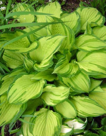 Хоста Альбопикта 1 шт 199₽