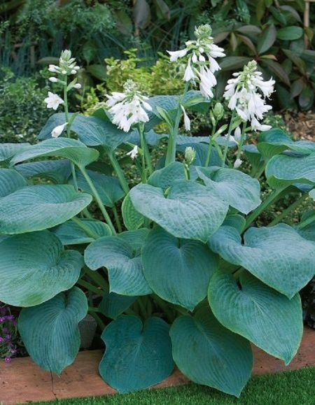 Хоста Брессингем Блю 1 шт 219₽