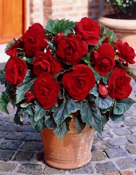 Бегония махровая Скарлет 1 уп 2 шт 269₽