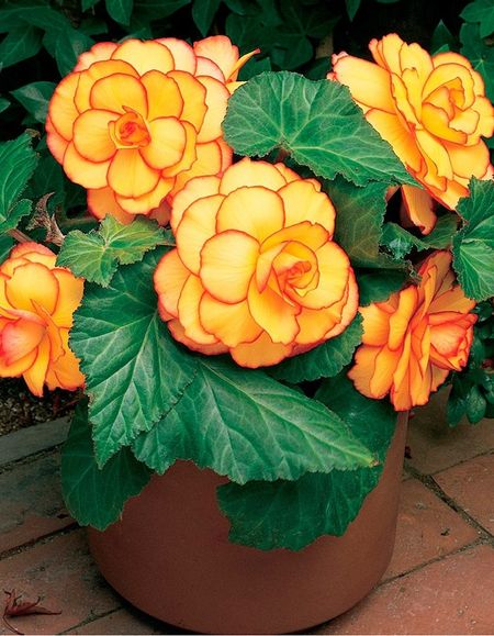 Бегония Пикоти Желто-красная 1 уп 2 шт 299₽