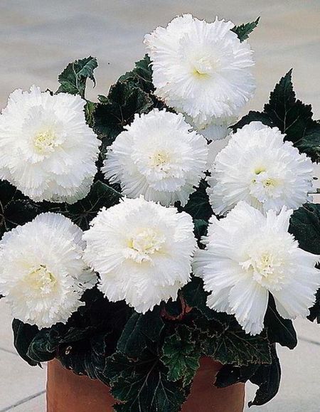 Бегония Бахромчатая Белая 1 уп 2 шт 449₽