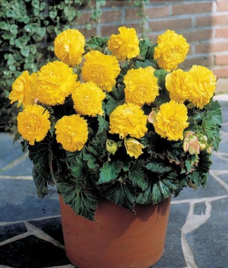 Бегония Бахромчатая Желтая 1 уп 2 шт 20₽