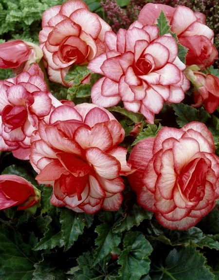 Бегония Мармората 1 уп 2 шт 489₽