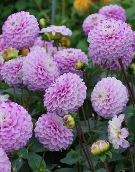 Георгина Генуя 1шт 549₽