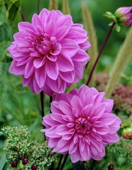 Георгина Лилак Тайм 1шт 329₽