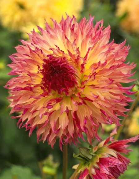 Георгина Митлс Фолли 1шт 599₽