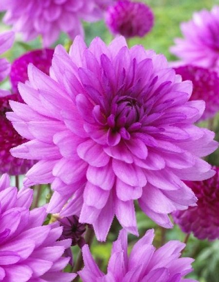 Георгина Пурпул Гиант 1шт 329₽