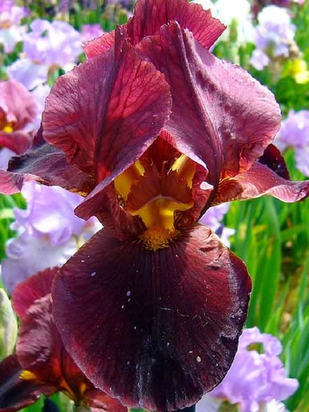 Ирис Кальенте 1 шт 489₽