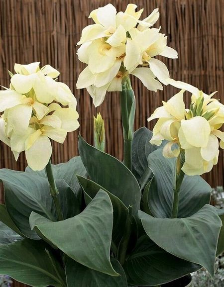 Канна Амбассадор 1 шт 229₽