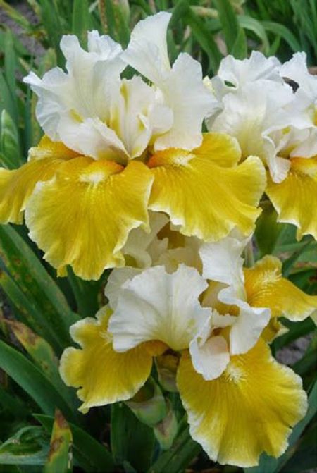 Ирис Эхо де Франс 1 шт 489₽