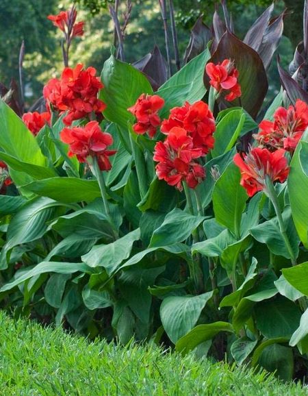 Канна Жар-птица 1 шт 229₽