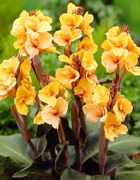 Канна Луис Коттон 1 шт 449₽