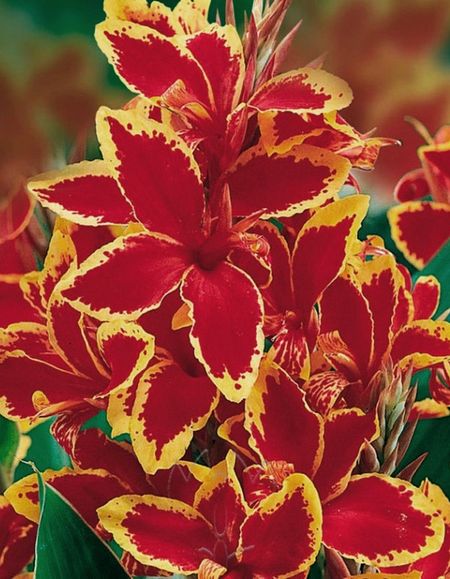 Канна Люцифер 1 шт 449₽