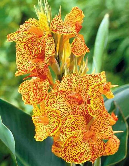 Канна Пикассо 1 шт 449₽