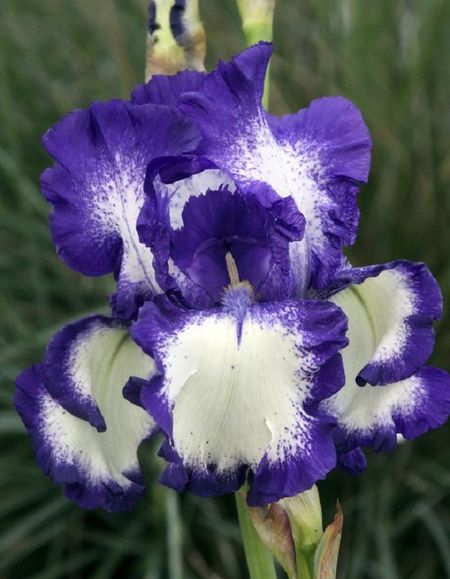 Ирис Степпинг Аут 1 шт 489₽