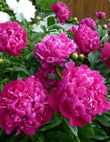 Пион травянистый Виктория Де Ла Марн 1 шт 579₽