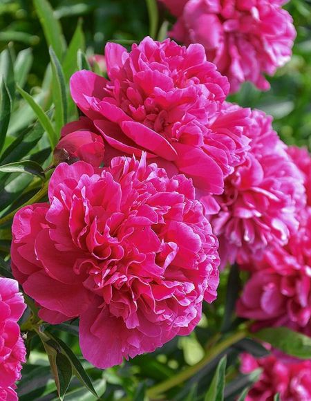 Пион травянистый Канзас 1 шт 559₽