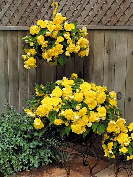 Бегония Ампельная Желтая 1 уп 2 шт 20₽