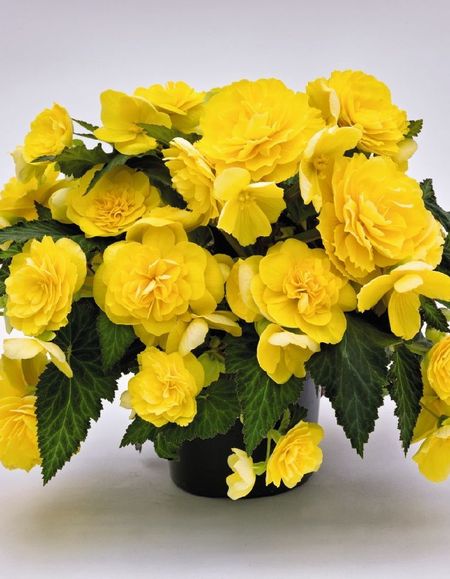 Бегония Превосходная Желтая 1 уп 2 шт 339₽