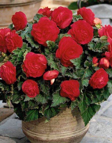 Бегония Превосходная Красная 1 уп 2 шт 339₽