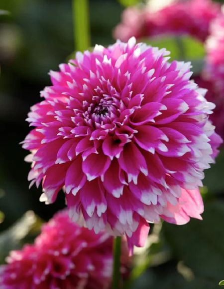 Георгина Фази Вази 1 шт 369₽