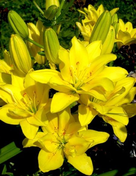 Лилия Фата Моргана 1 уп 2 шт 599₽