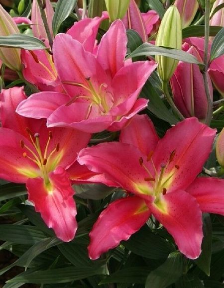 Лилия Тарранго 1 уп 2 шт 199₽