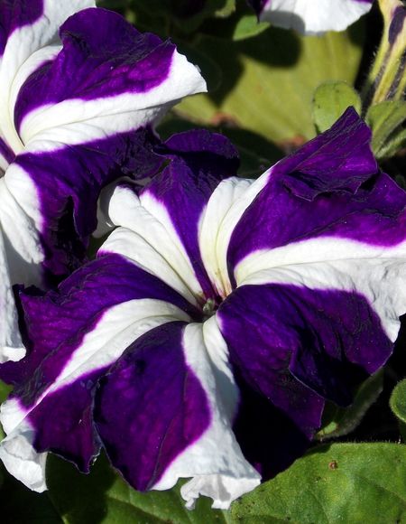 Петуния Танго Синяя звезда цвп 10 шт 65₽