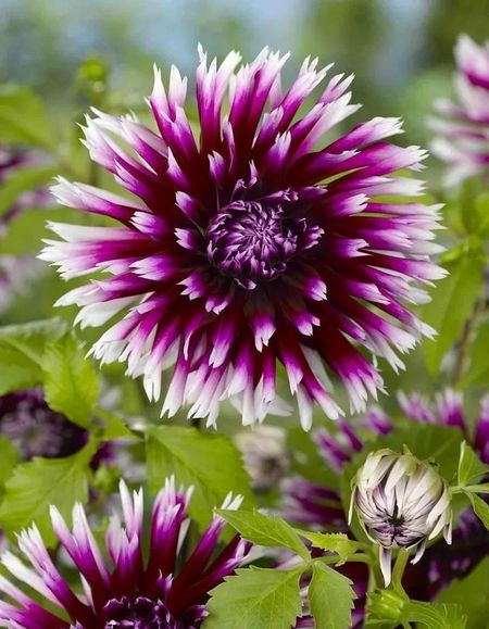 Георгина Клер Обскур 1шт 599₽