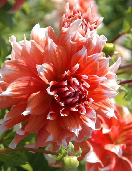 Георгина Холланд Фестивал 1шт 549₽