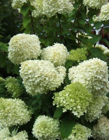 Гортензия метельчатая Лаймлайт 1 шт Р9 599₽