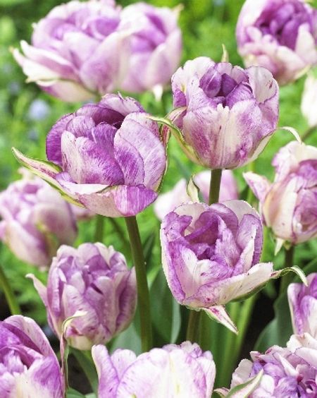 Тюльпан Дабл Ширли 1 уп 3шт 349₽