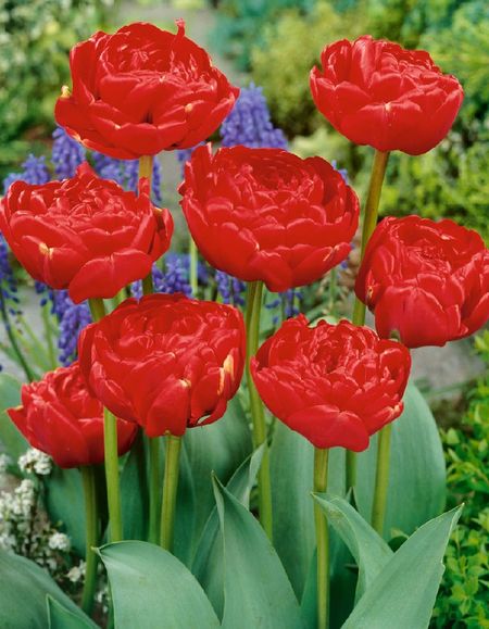 Тюльпан Миранда 1 уп 3шт 327₽