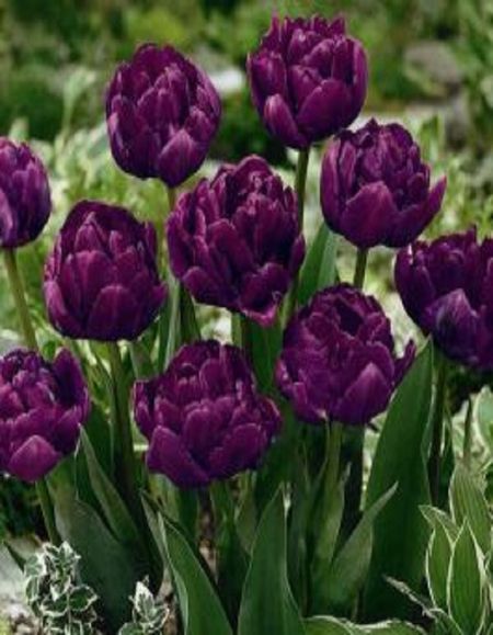 Тюльпан Роял Акрес 1 уп 3шт 249₽