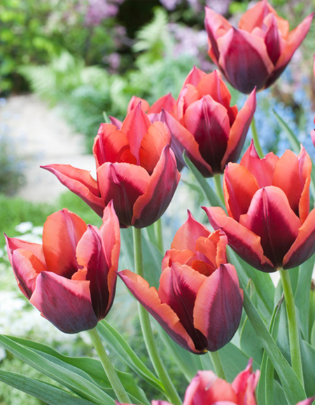 Тюльпан Мувота 1 уп 3шт 229₽