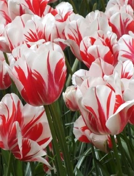 Тюльпан Сорбет 1 уп 3шт 219₽